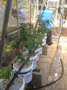 Aquaponic tomatoes at 1 month