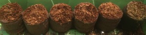 Peat pots are great for starting seedlings for aquaponics or hydroponics