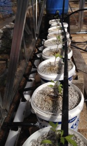 An aquaponics system using a gravity fed nutrient flow and recycled pots