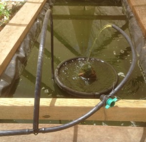 Aquaponics pump system with submerged solar powered pump and off take line splitting to hydroponics line and recirculation line.