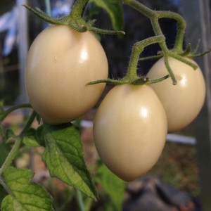 Aquaponics provides tomatoes with a rain-sheltered environment