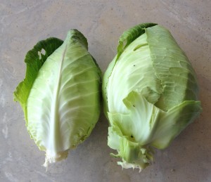 Early Jersey Wakefield cabbages
