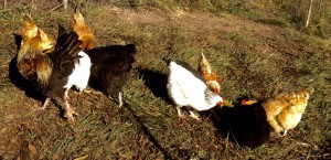 A mixed flock of Sussex White, standard black and orange layers, and Marans heritage breed chickens