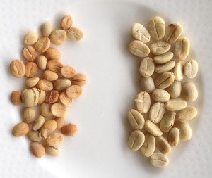 Coffee beans from the same trees, a year apart after pruning and fertilising.