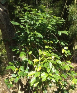 Coffee tree grown in shade