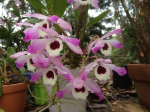 Dendrobium nobile also grows easily in a pot, but be careful to set it in new medium periodically