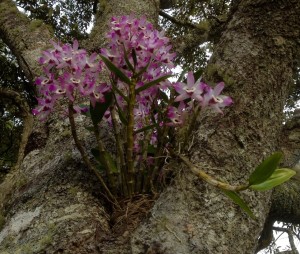Dendrobium nobile grows happily in the fork of a tree.
