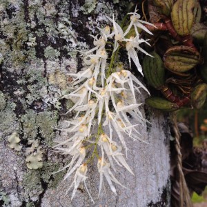 Dockrillia linguiformis has sprays of spidery white flowers in Spring