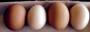 Comparison of Marans eggs (brown and large) with standard layer eggs