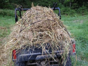 A load of hay