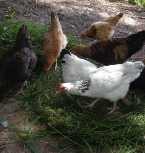 chickens eating grass seed
