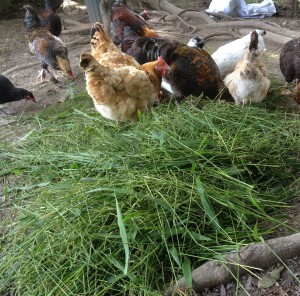 chickens eating grass seed