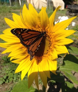 Sunflower and Monarch butterfly