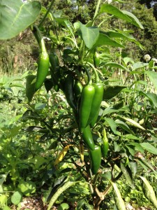 green jalapeño chilis