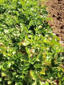 Land cress is a dry soil alternative to growing watercress.