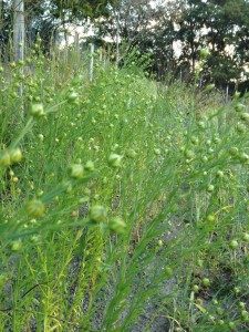 Linseed seed heads