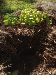 no-dig beds work well for potatoes