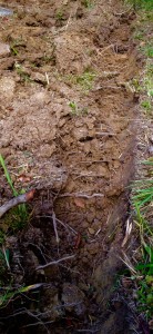 Tree roots extending into the planned garden, as exposed by a perimeter ditch