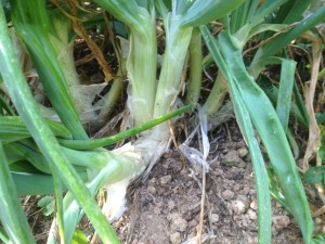 Bunching onions don't form bulbs, but divide into stems that can be pulled from the clump.