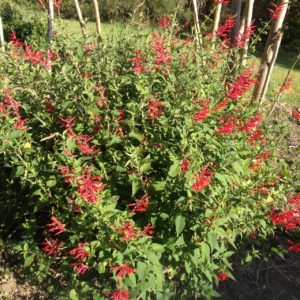 Pineapple sage not only has a beautiful scent, but also has masses of red flowers most of the year