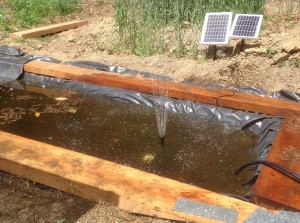 A solar pump is a handy driver for an aquaponics system