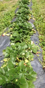 Growing strawberries under black plastic, Sept