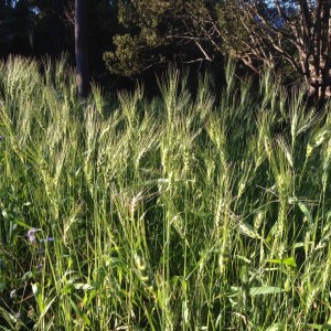 Wheat flowering