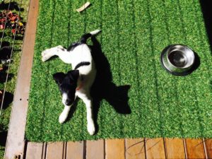 Willow pup on turf