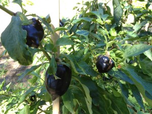 black capsicum plant with fruit