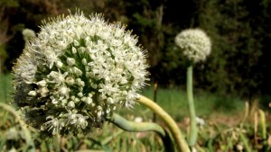 bunching onion flower