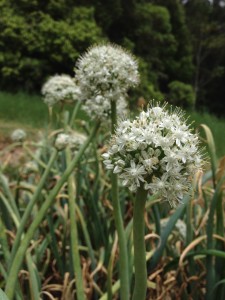 bunching onion flowers