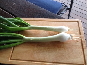 bunching onion stems