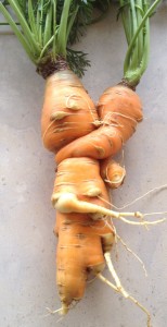 Entwined carrots