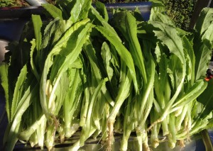 Celtuce stems picked and washed, ready to use.