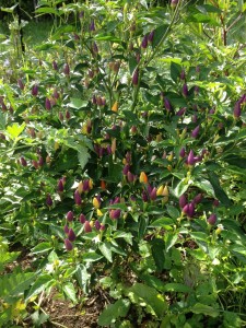 Thai chilis are colourful as well as useful in the kitchen