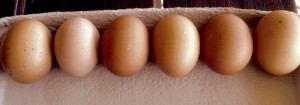 Heritage breed chickens - Marans lay big brown eggs