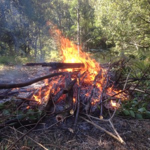 Burning cleared weeds here clears tangled vegetation and leaves a useful residue of ash