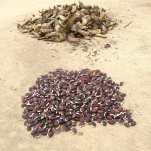 lablab beans shelling