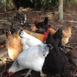 hens fed lablab beans quickly regain condition after moult