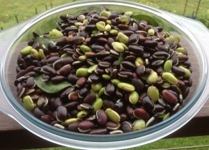 Lablab beans are distinctive. They need to be boiled before feeding to livestock.