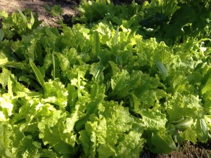 Celtuce can be thinned early from a mixed bed for salad leaves.