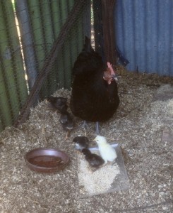 The five chicks and my favourite foster hen.