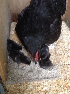 The black hen with her four chicks, day one.