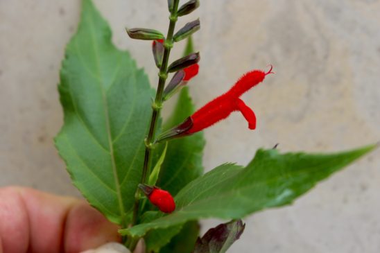 Detail of Salvia miniata flowers and leaves