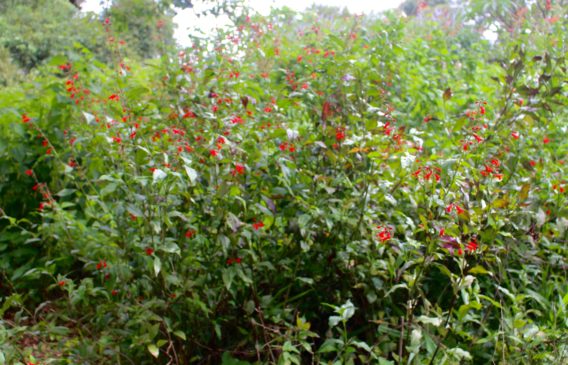 Salvia miniata established plant