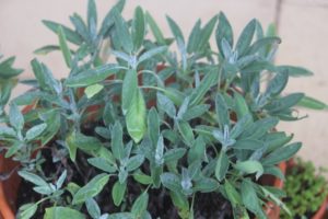 sage herb has the botanical name Salvia officinalis