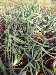 Bunching onions growing