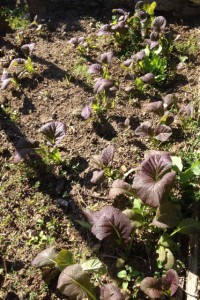 osaka purple mustard seedlings