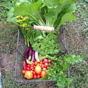 A basket of Autumn produce