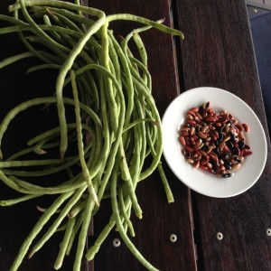 The seeds of snake beans are black beans
